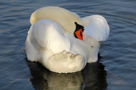 Water plumage elegant