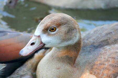 Water bird animal goose photo