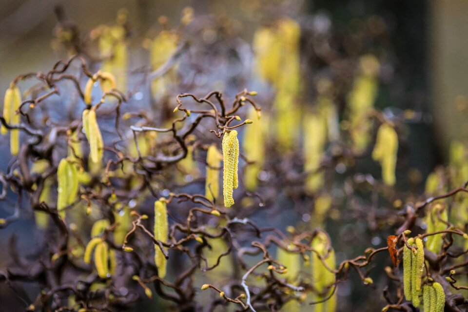 Yellow inflorescence flora