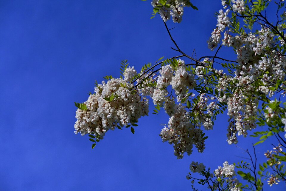 Spring flowers a branch