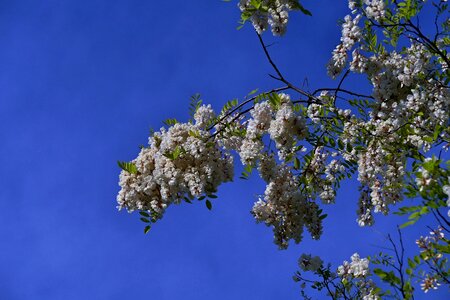 Spring flowers a branch