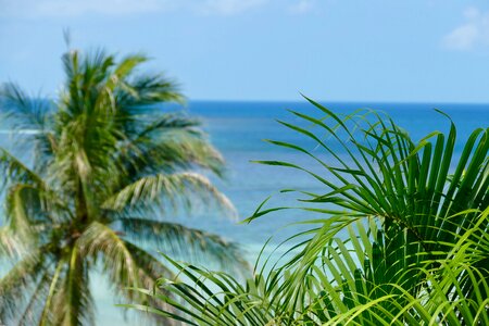 Beach sand palm photo