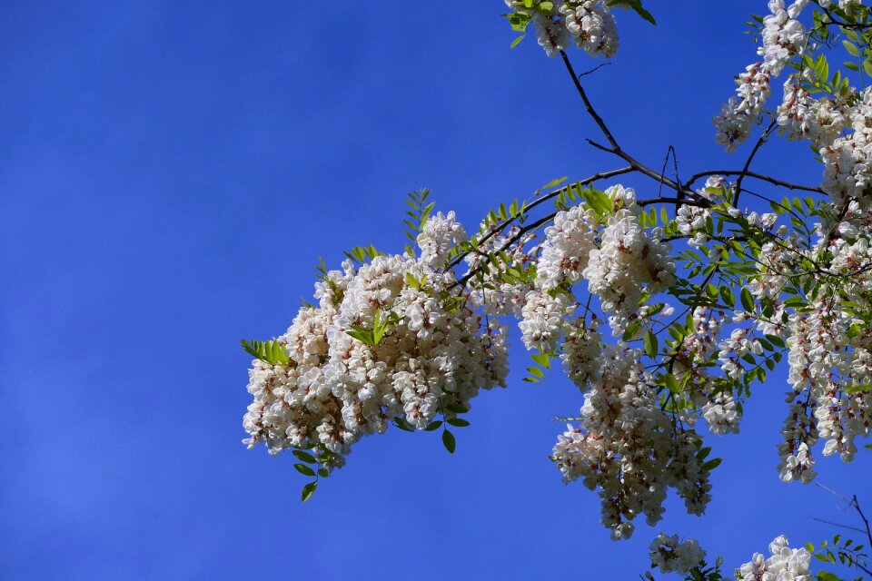 Spring flowers a branch