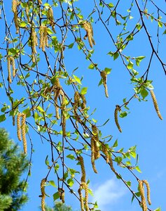 Nature plant birch buds