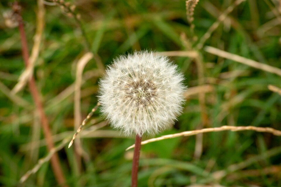 Blossom grass bloom