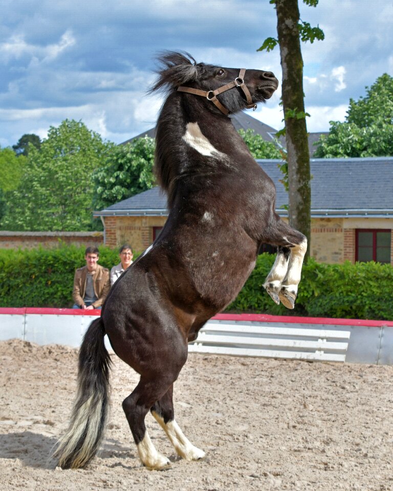 Equine horse dwarf
