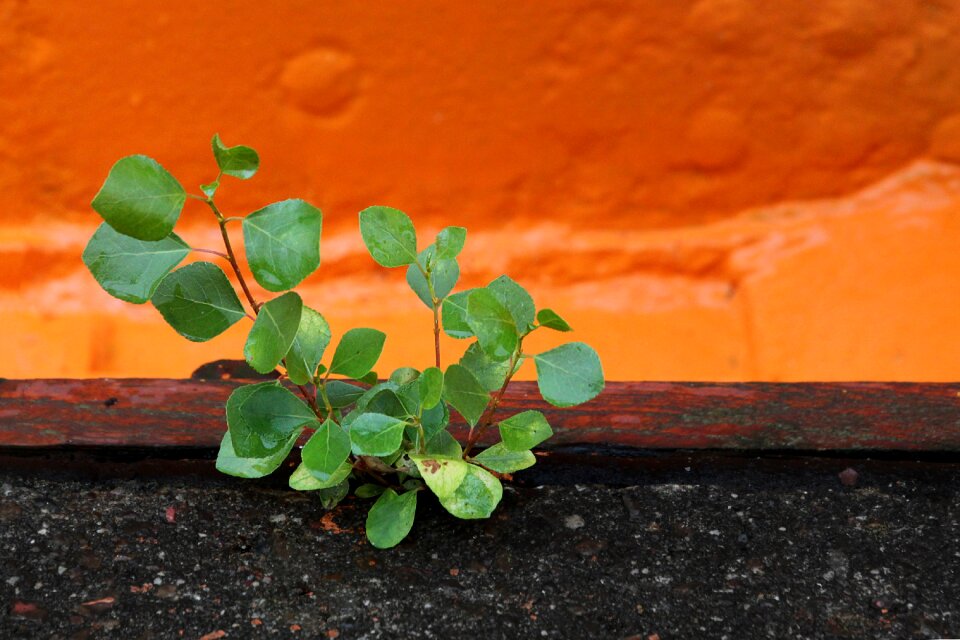 Green leaf flora