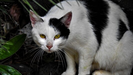 Animal cat wildlife street cat photo