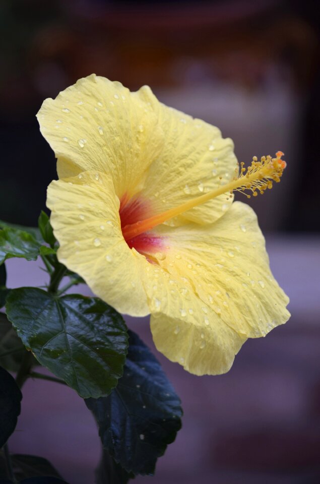 Botany nature petals