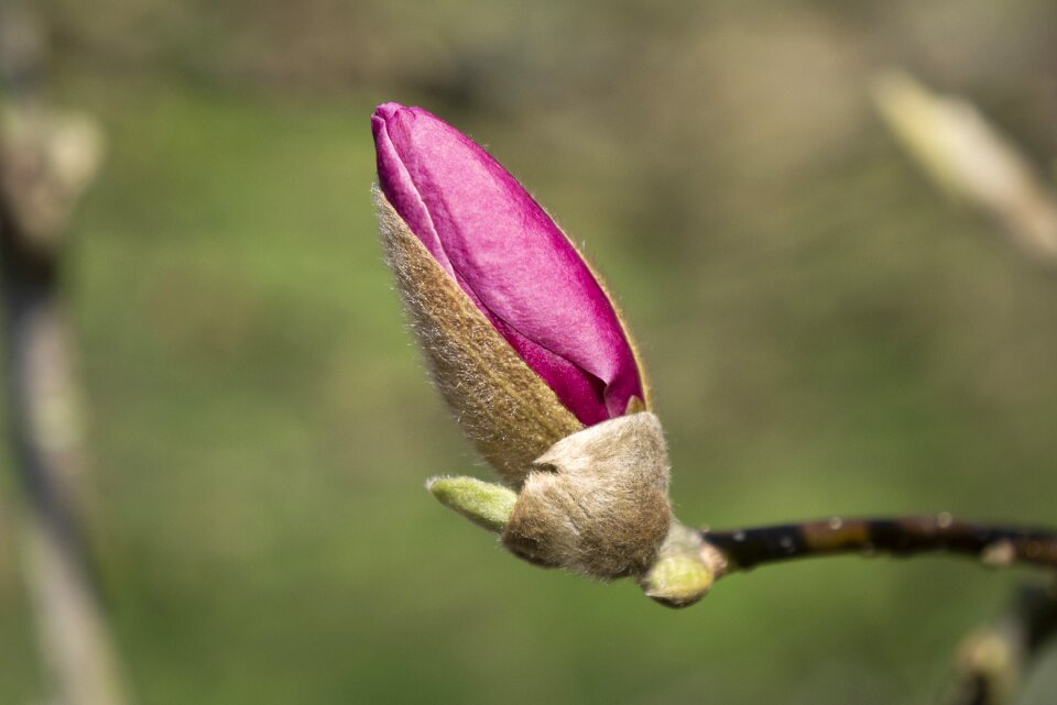 Flower leaf growth