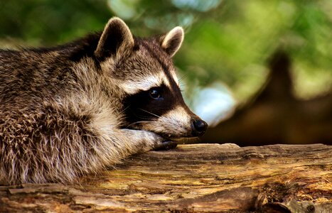 Mammal sweet nature