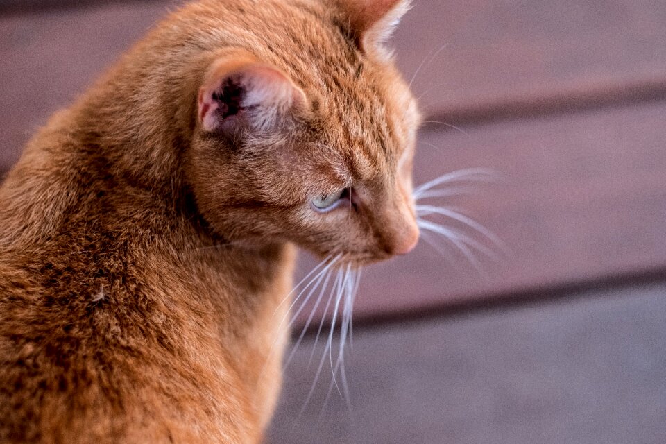 Red cat mammal sweet