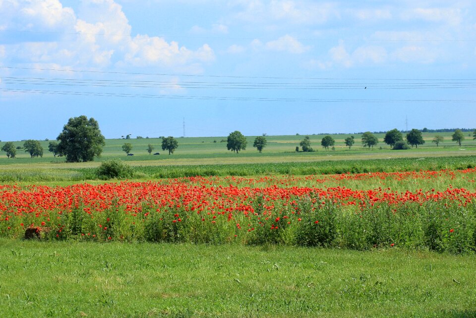 Fields poppies red