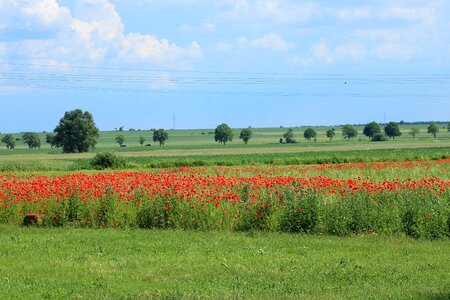 Fields poppies red photo