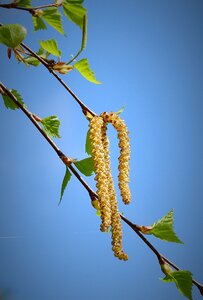 Plant nature birch
