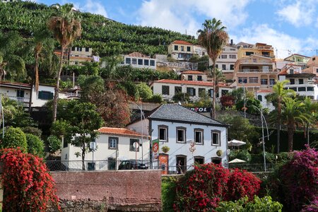 Madeira houses hill photo