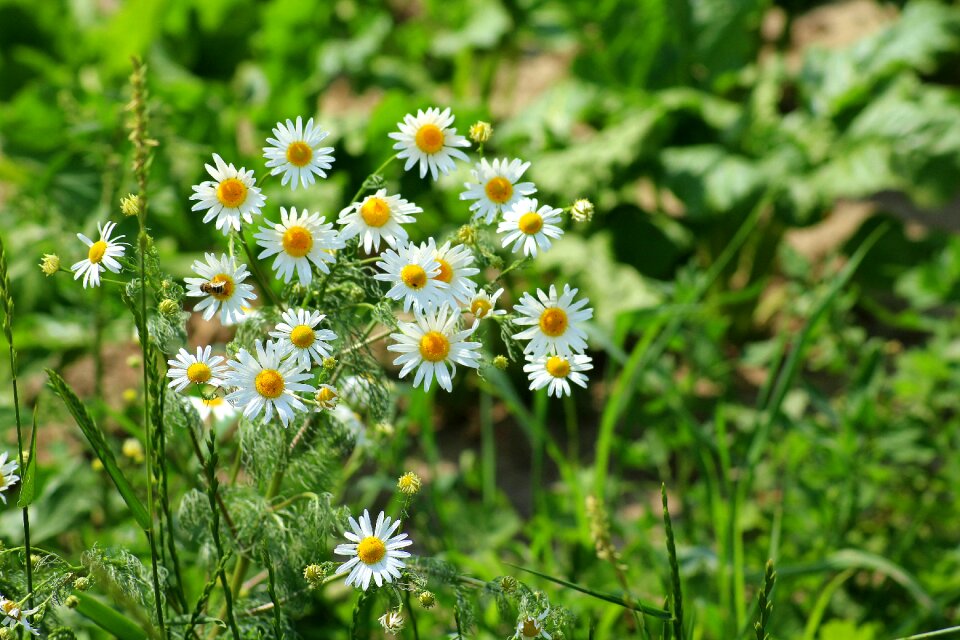 Meadow plant wild flowers field plant