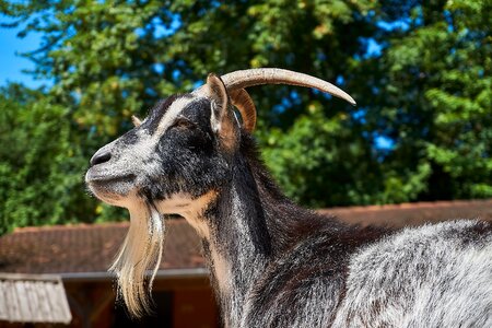 Zoo domestic goat horns photo