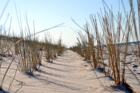 The sand dunes sand the coast of the baltic sea photo