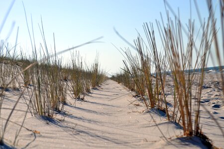 The sand dunes sand the coast of the baltic sea