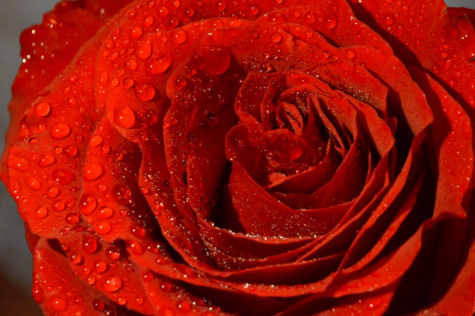 Aroma red petals