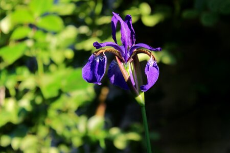 Flower in the garden garden plants