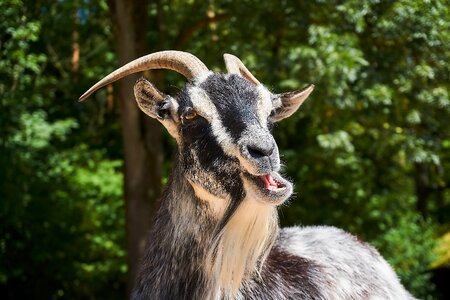Zoo domestic goat horns