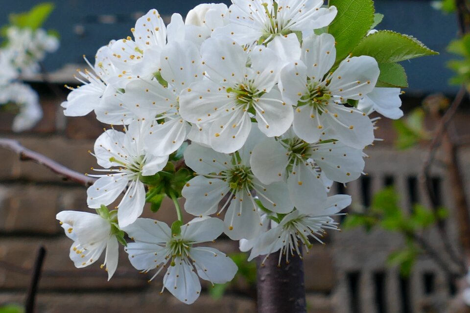 Plant sheet blossom