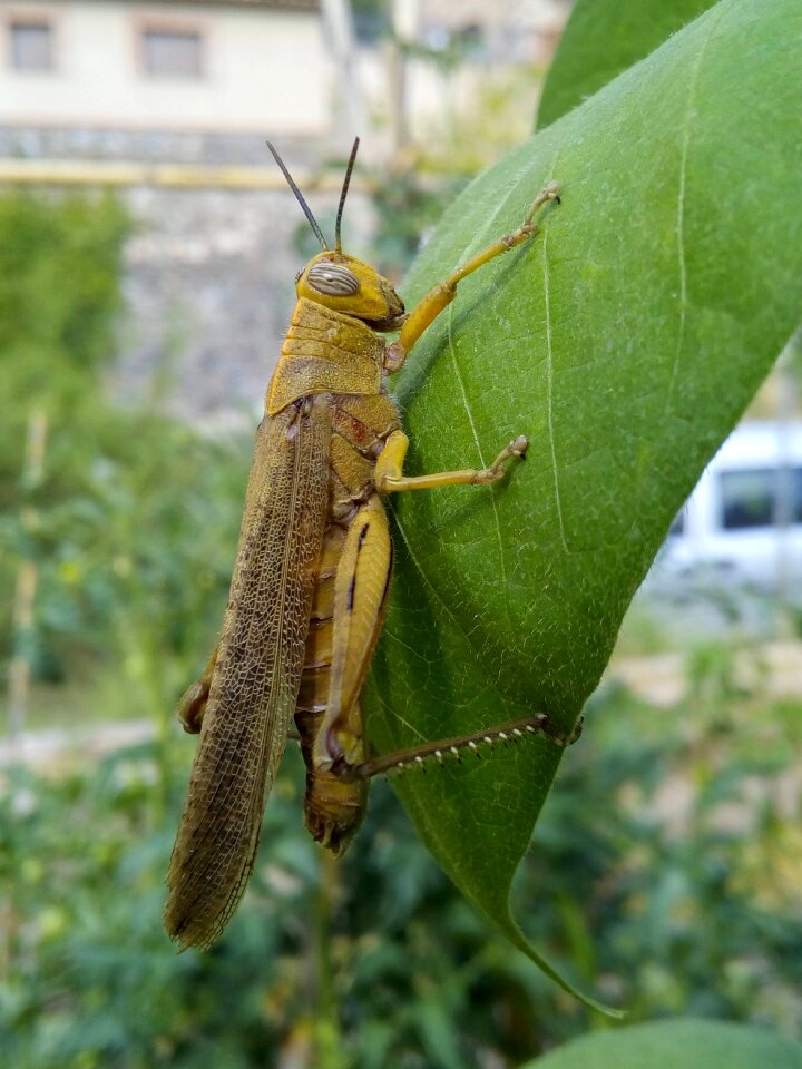 Grasshopper leaf orthopteron