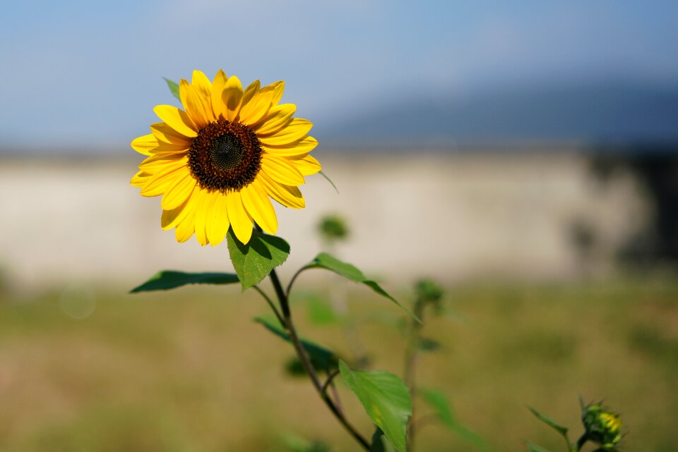 Petal nature summer