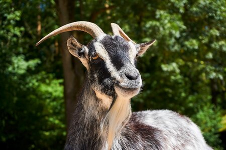 Zoo domestic goat horns photo