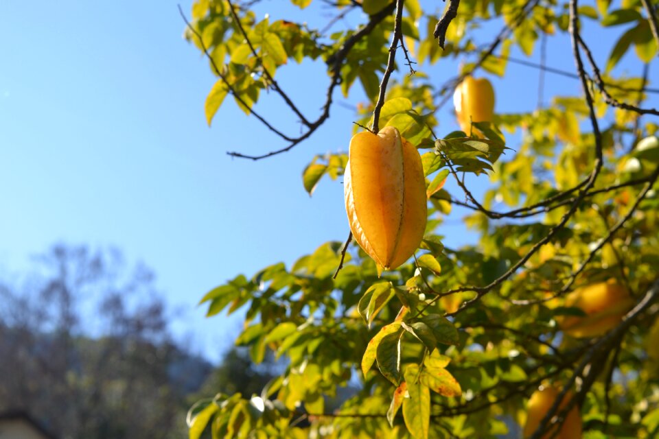Fruit growing tree healthy
