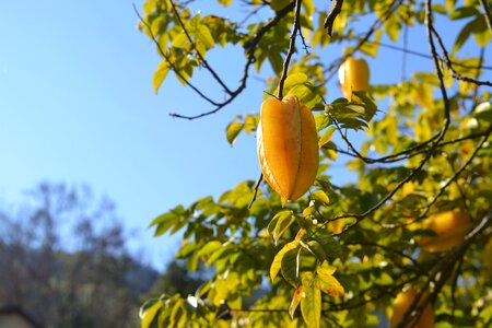 Fruit growing tree healthy