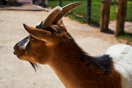 Zoo domestic goat horns photo