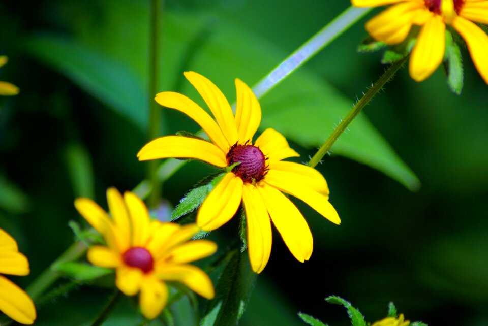 Rudbeckia hirta rudbeckia hirta