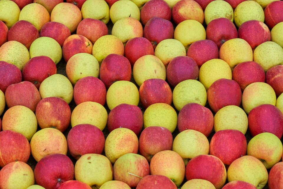 Harvest fruit healthy
