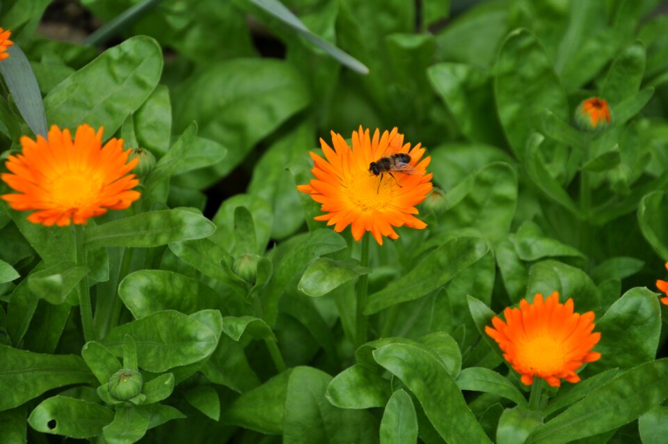 Orange honey bee flower bee