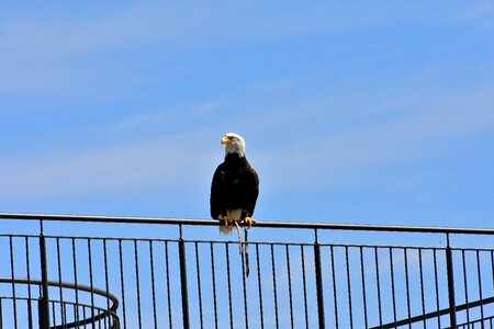 Bird raptor bird of prey