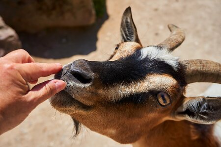 Zoo domestic goat horns photo