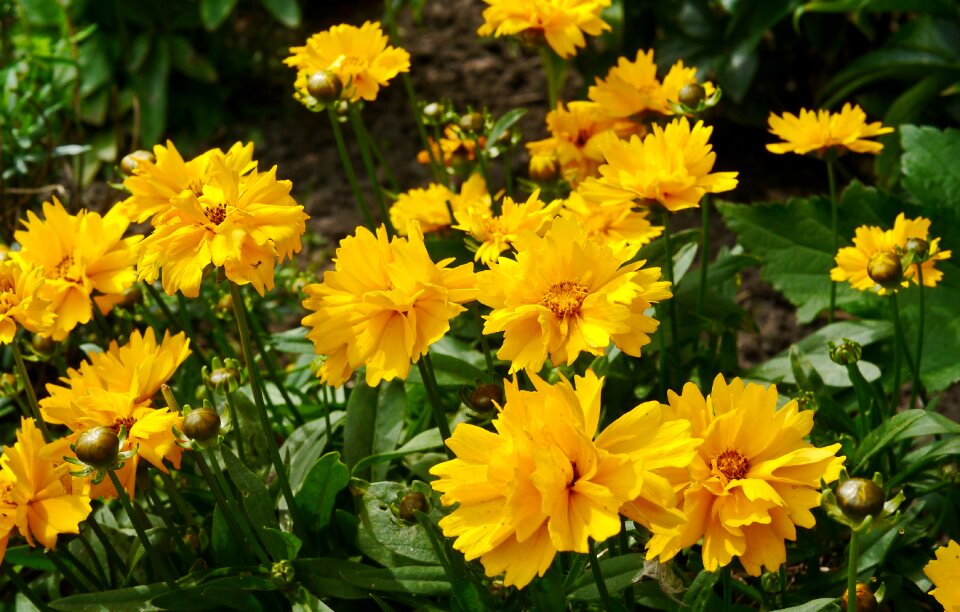 Yellow bright garden