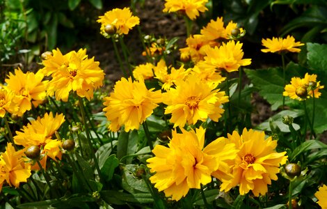 Yellow bright garden photo