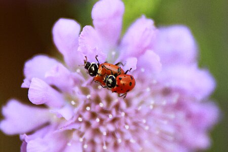 Nature animals beetle photo