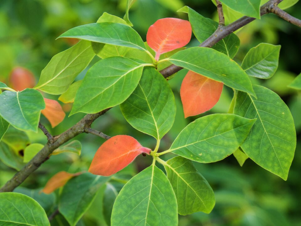 Branch tree nature