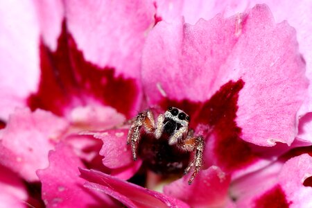 Skakun spider macro