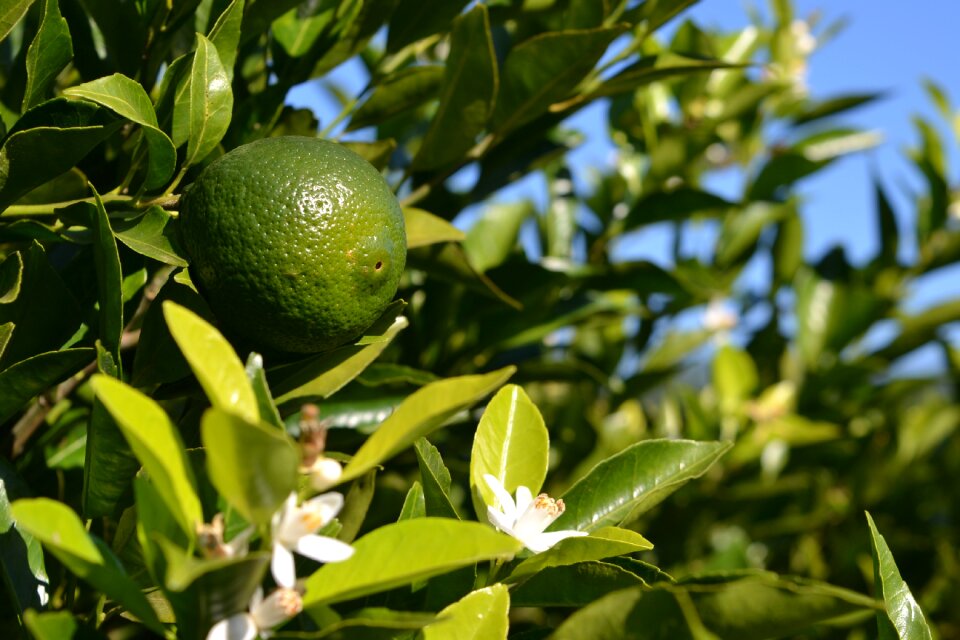 Nature plant color