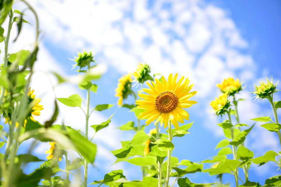 Blue sky summer sunflower
