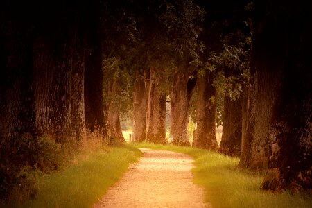 Path trees autumn