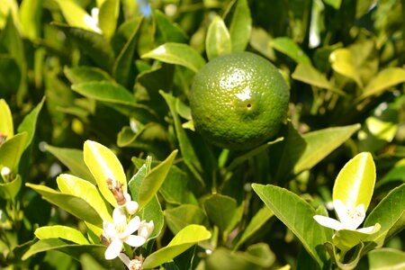 Tree citrus plant photo