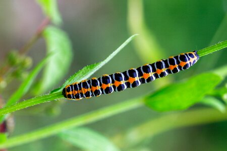 Orange black farbenpracht
