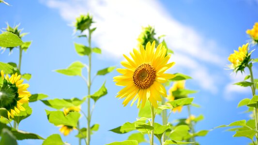 Blue sky summer sunflower photo